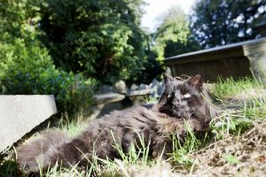 haworth cemetery cat graveyard september 2012 1 sm.jpg